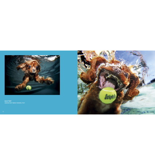 Кастил Сет: Собаки под водой. Мокрые и смешные (Подарочная книга)-1