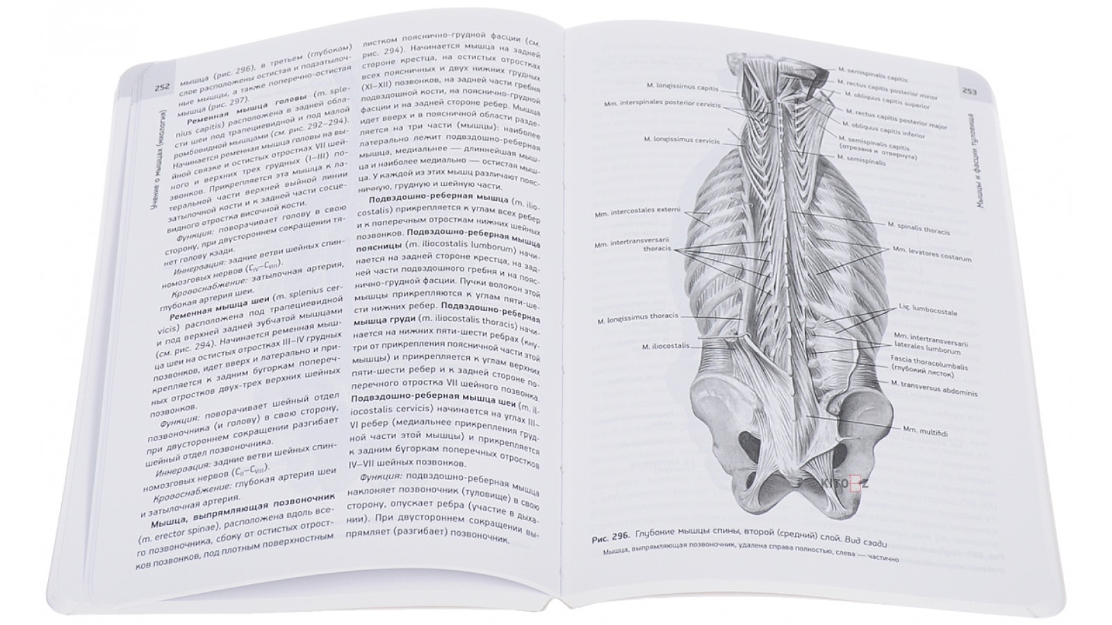 Iliocostalis Lumborum