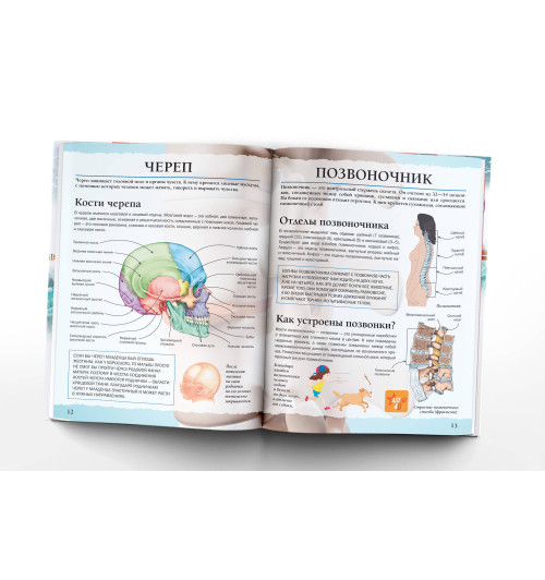 Простая наука 4D: Тело человека-4