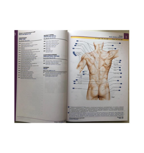 Атлас анатомии человека: терминология на русском, латинском и английском языках-4