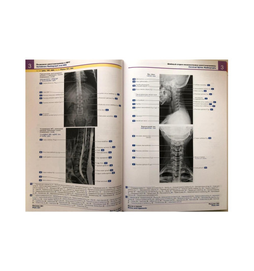 Атлас анатомии человека: терминология на русском, латинском и английском языках-5