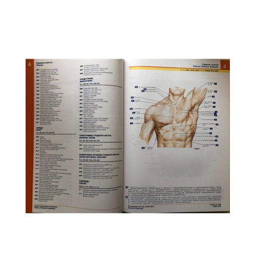 Атлас анатомии человека: терминология на русском, латинском и английском языках-6