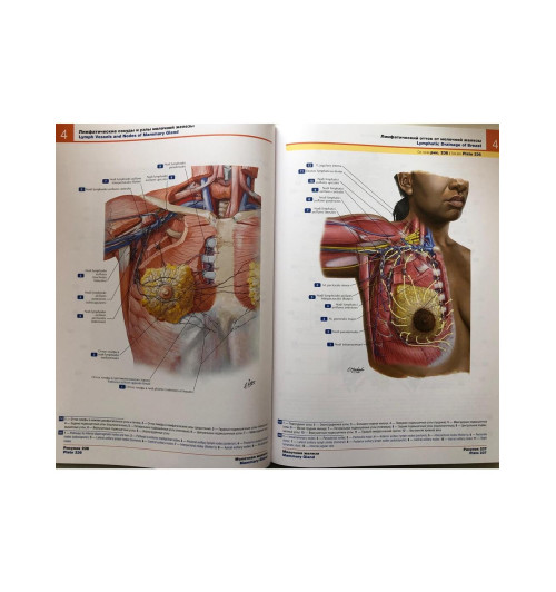 Атлас анатомии человека: терминология на русском, латинском и английском языках-7