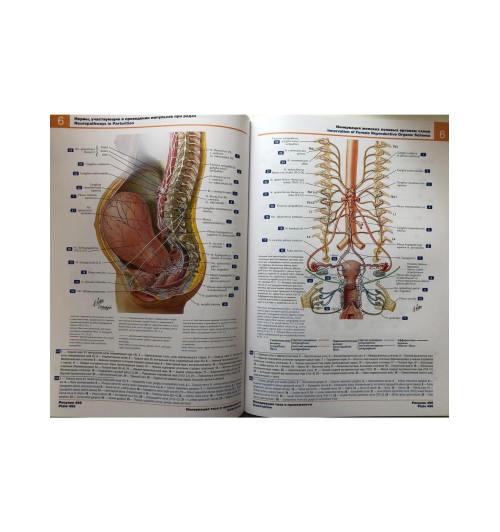 Атлас анатомии человека: терминология на русском, латинском и английском языках-8