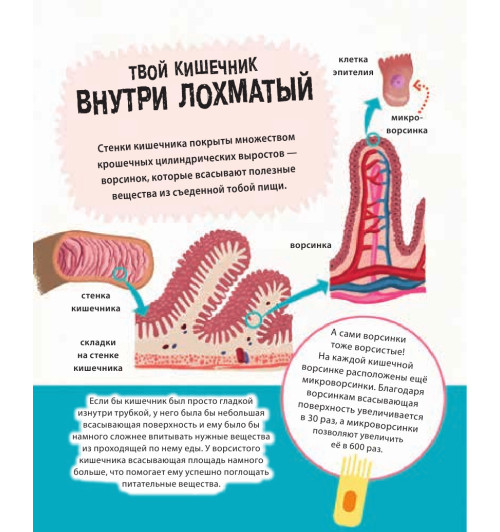 Руни Энн: Тело человека. 500 удивительных фактов-6
