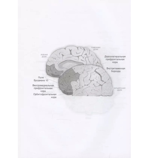 Джейсон Цвейг: Мозг и Деньги. Как научить 100 миллиардов нейронов принимать правильные финансовые решения Джейсон Цвейг: Мозг и Деньги. Как научить 100 миллиардов нейронов принимать правильные финансовые решения-6
