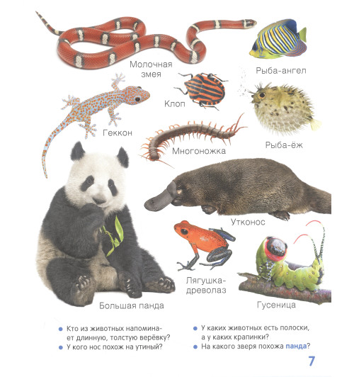 Животные. Твоя первая фотокнига-2