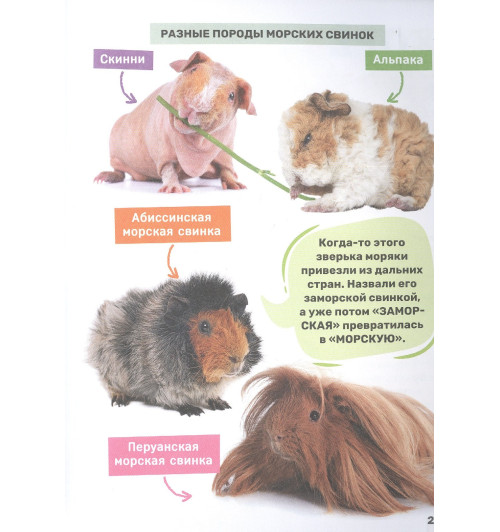 Лариса Попова: Домашние питомцы-6