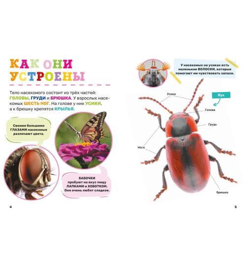 Насекомые. Первая энциклопедия малыша-1
