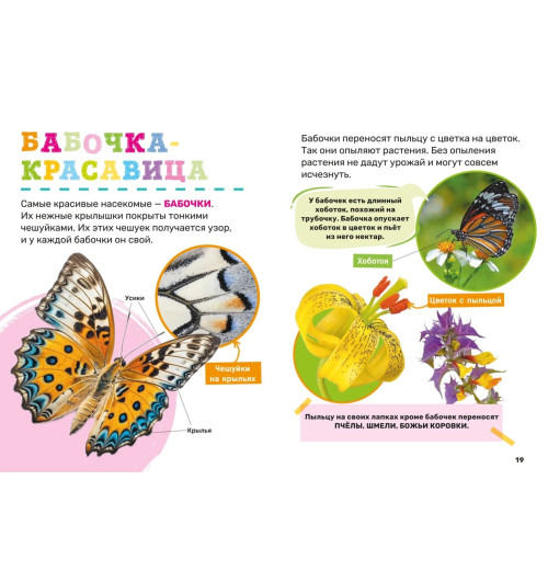 Насекомые. Первая энциклопедия малыша-2